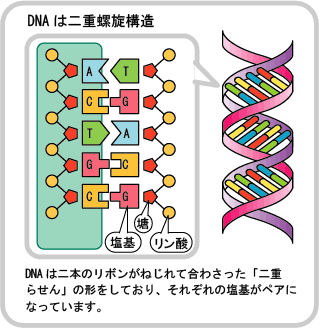 DNAは二重螺旋構造の図