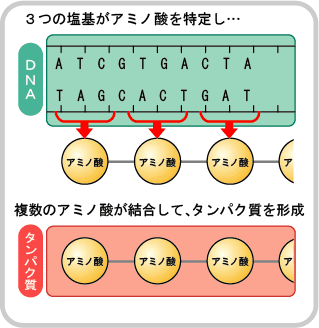 3つの塩基がアミノ酸を特定する図